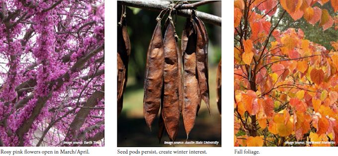 easternredbud02