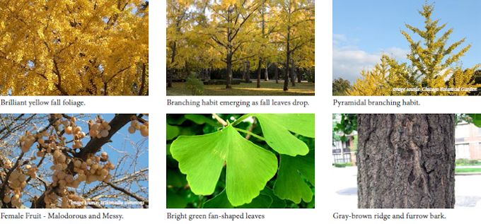 gingko02