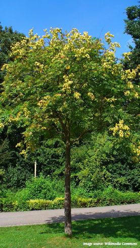 goldenraintree01