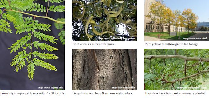 honeylocust02