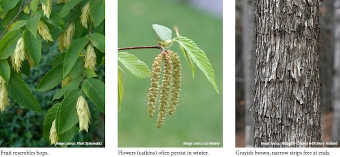 hophornbeam02