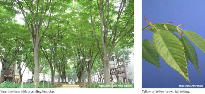 japanesezelkova02