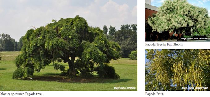 pagodatree02
