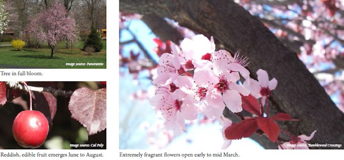 purpleleafplum02