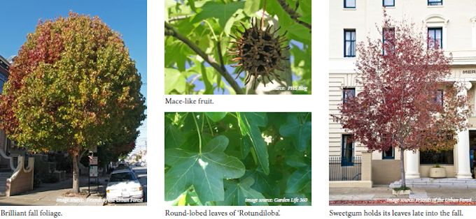 sweetgum02